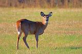 Deer In A Field_52292
